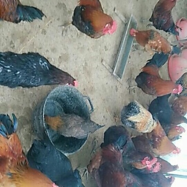 纯笨公鸡