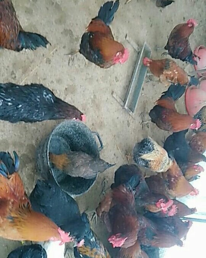 纯笨公鸡