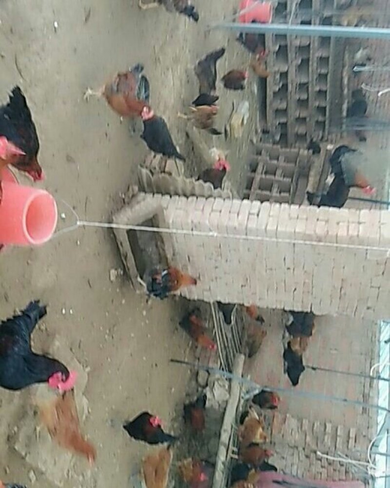 纯笨公鸡
