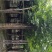 20-25梧桐～梧桐基地，法国梧桐基地直售