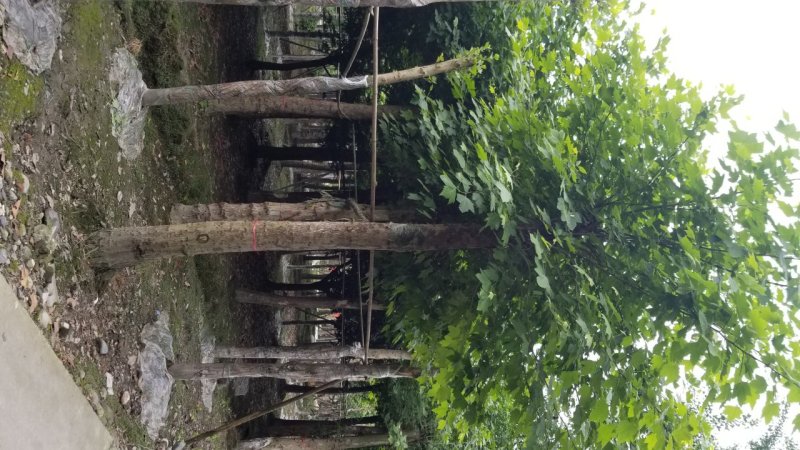 20-25梧桐～梧桐基地，法国梧桐基地直售