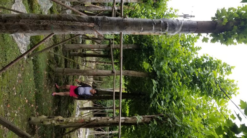 20-25梧桐～梧桐基地，法国梧桐基地直售