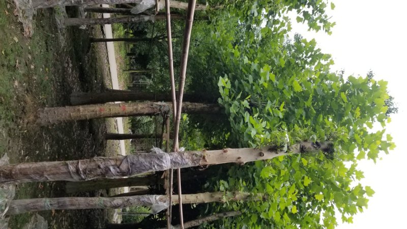 20-25梧桐～梧桐基地，法国梧桐基地直售
