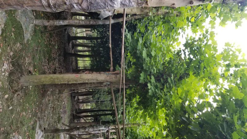 20-25梧桐～梧桐基地，法国梧桐基地直售