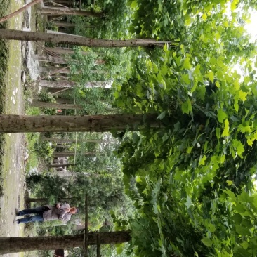 20-25梧桐～梧桐基地，法国梧桐基地直售