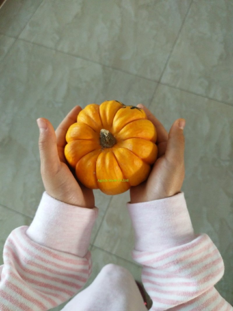 桔贝迷你贝贝南瓜种子观赏食用两全口感好