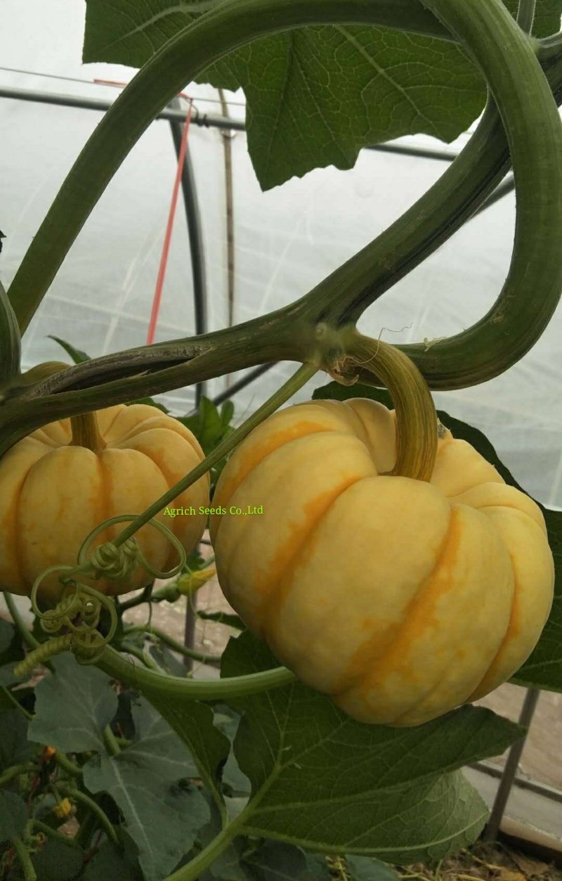桔贝迷你贝贝南瓜种子观赏食用两全口感好