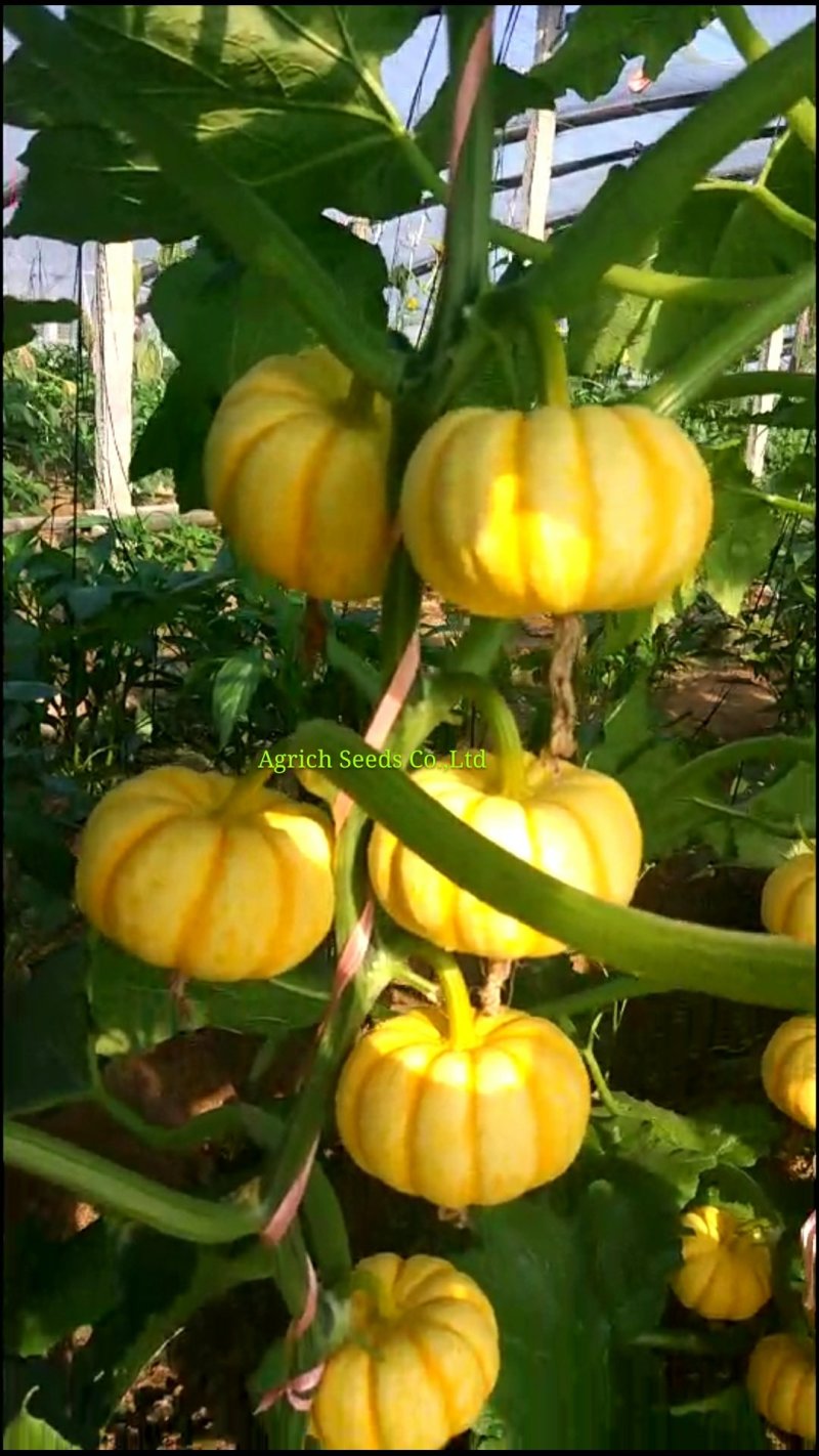 桔贝迷你贝贝南瓜种子观赏食用两全口感好