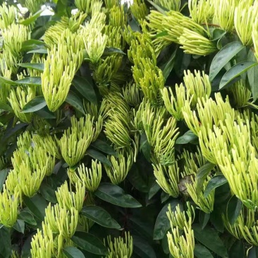 金花茶，一件代发
