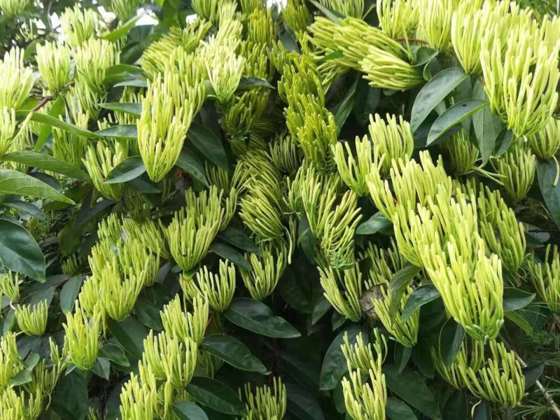 金花茶，一件代发