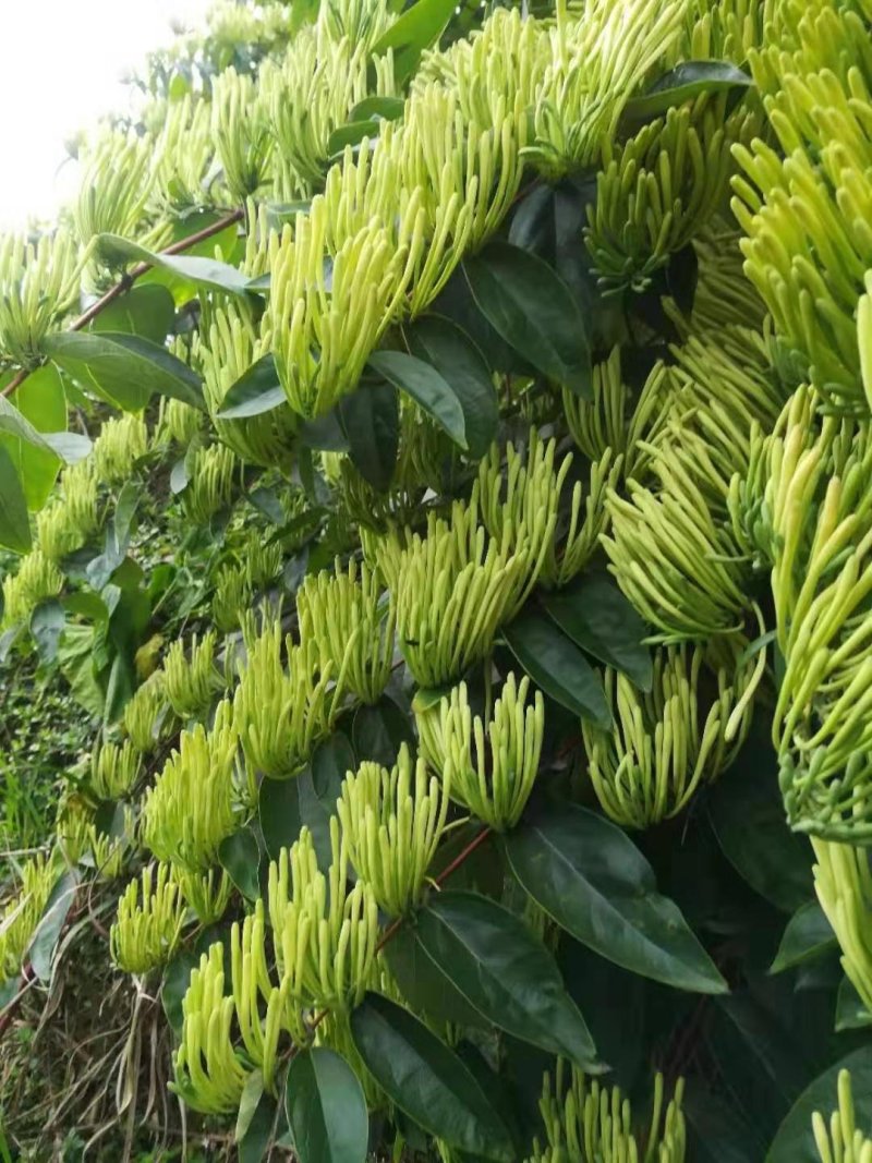 金花茶，一件代发