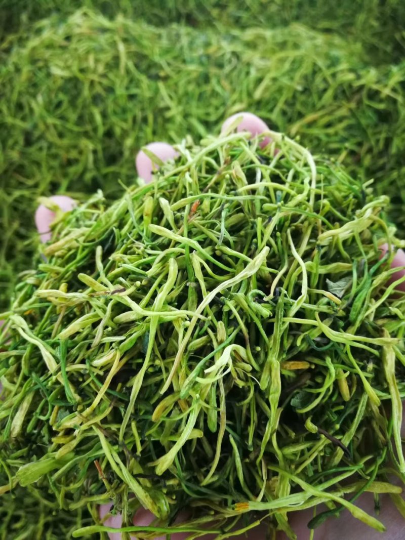 金花茶，一件代发