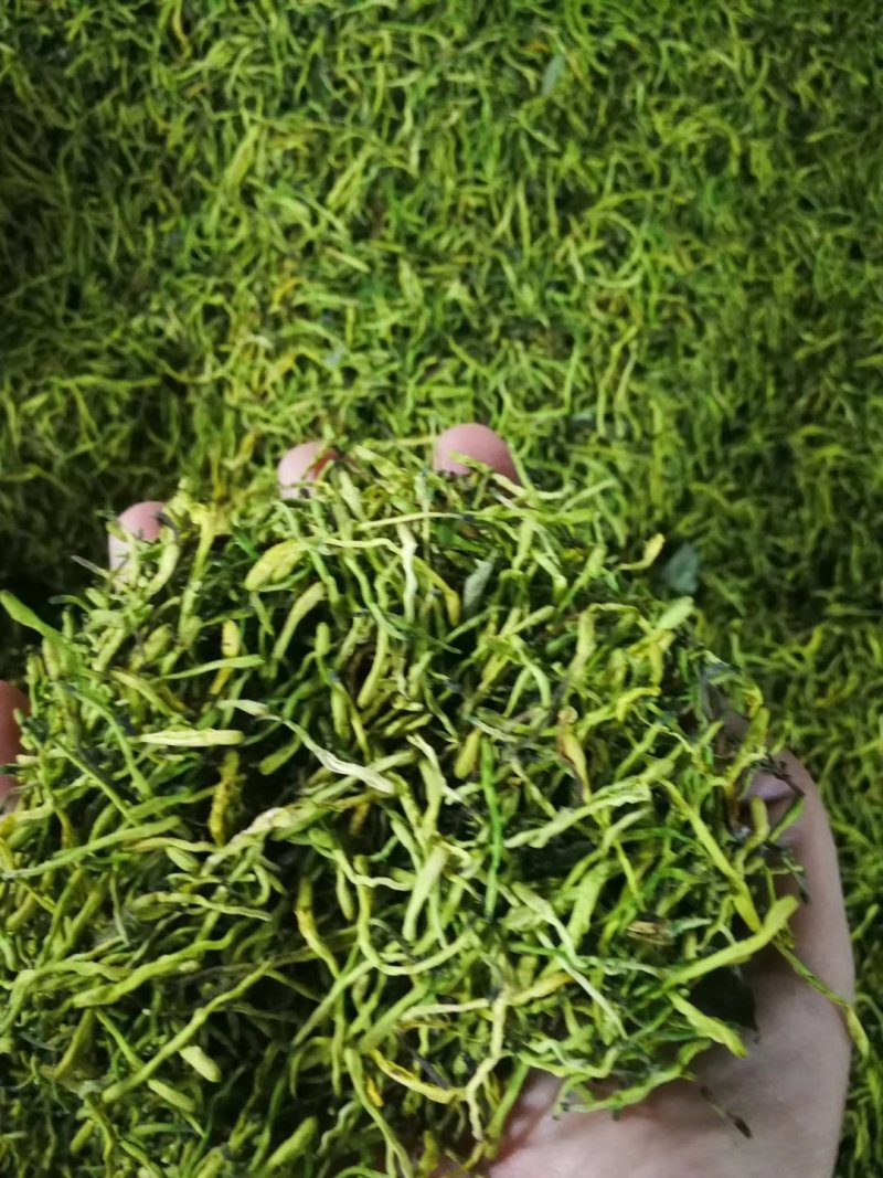 金花茶，一件代发
