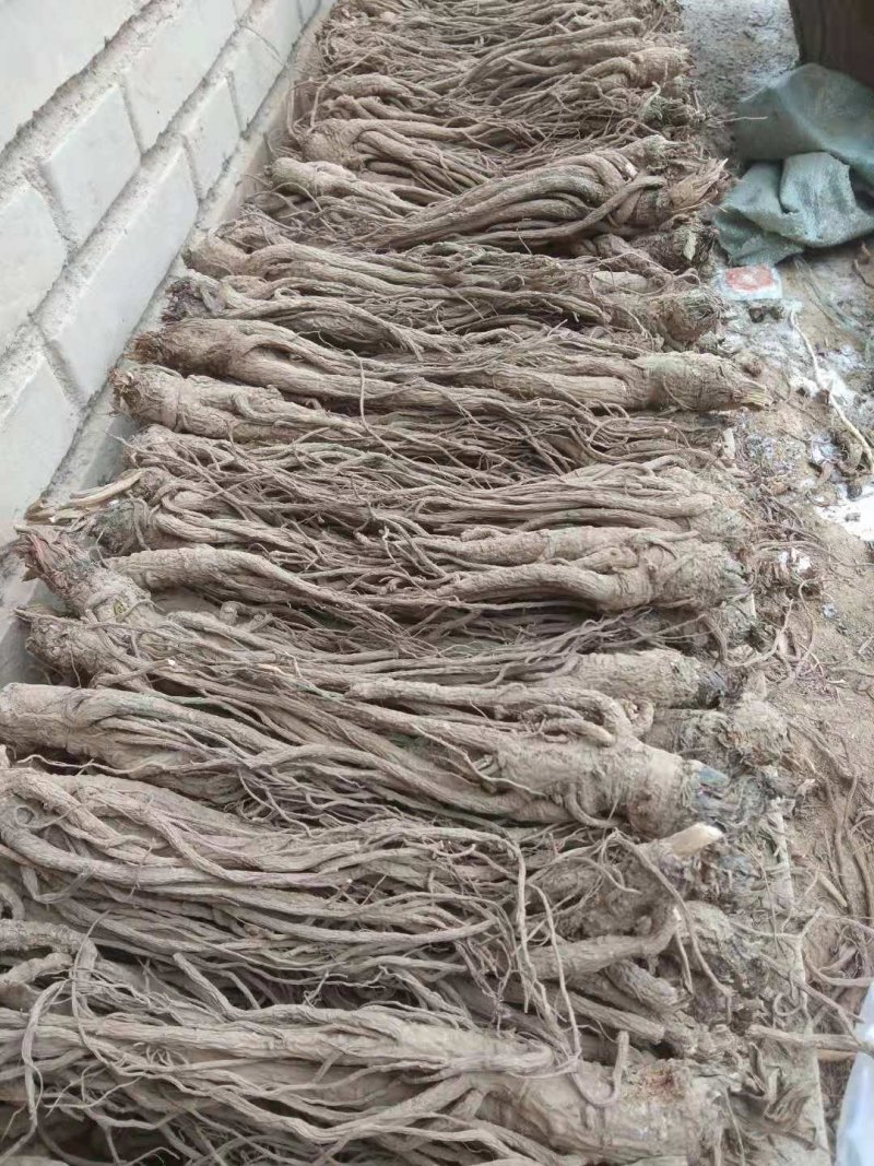 甘肃当归，品质优良(直发包邮）