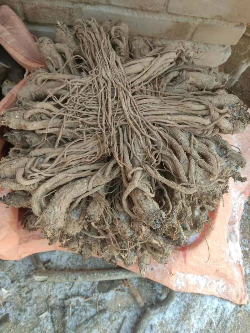 甘肃当归，品质优良(直发包邮）