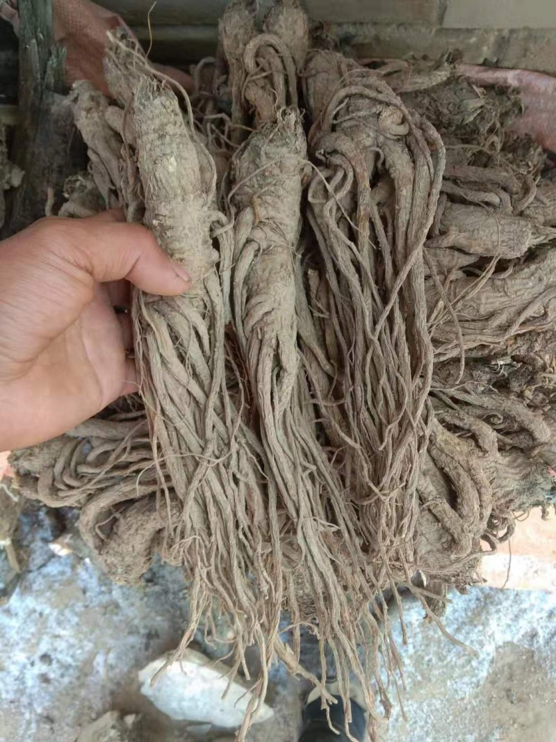 甘肃当归，品质优良(直发包邮）