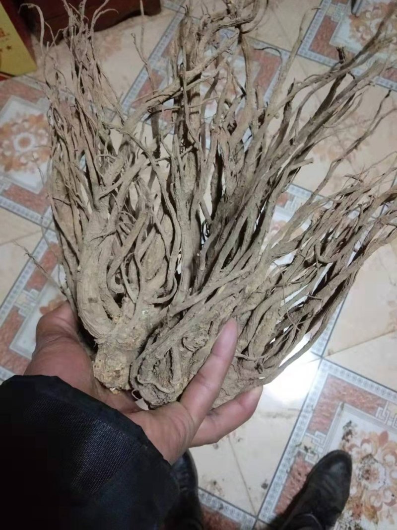 甘肃当归，品质优良(直发包邮）