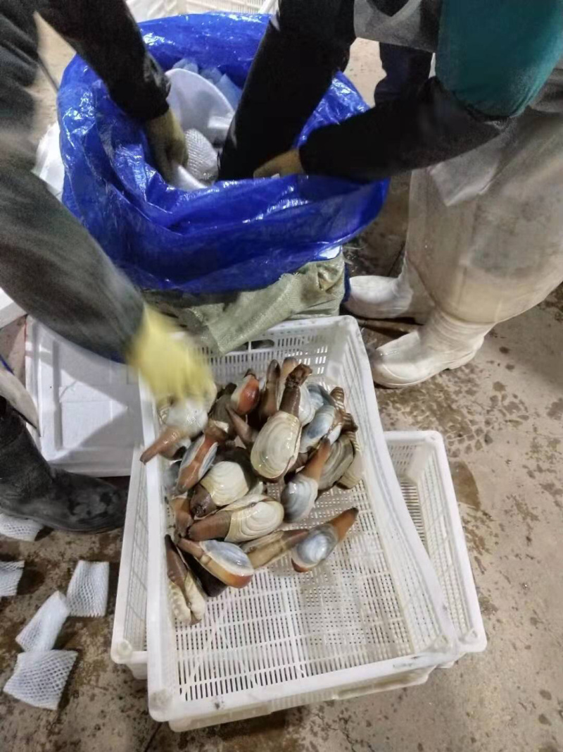 朝鲜🇰🇵象拔蚌，野生象拔蚌，人工捕捞。