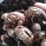 蝉蜕蝉衣知了壳个头大含量高泥土少色泽好