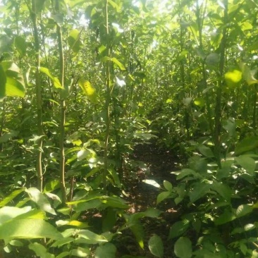 核桃苗，红仁核桃苗，红核桃苗，嫁接核桃树苗，核桃实生苗