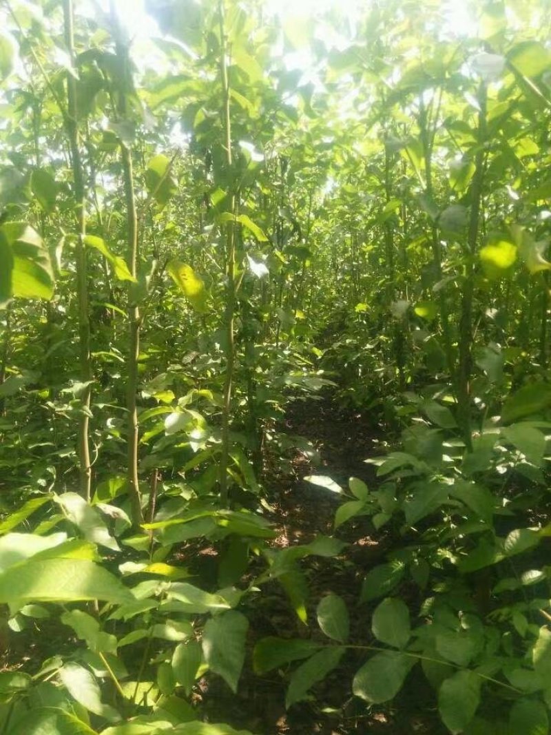 核桃苗，红仁核桃苗，红核桃苗，嫁接核桃树苗，核桃实生苗