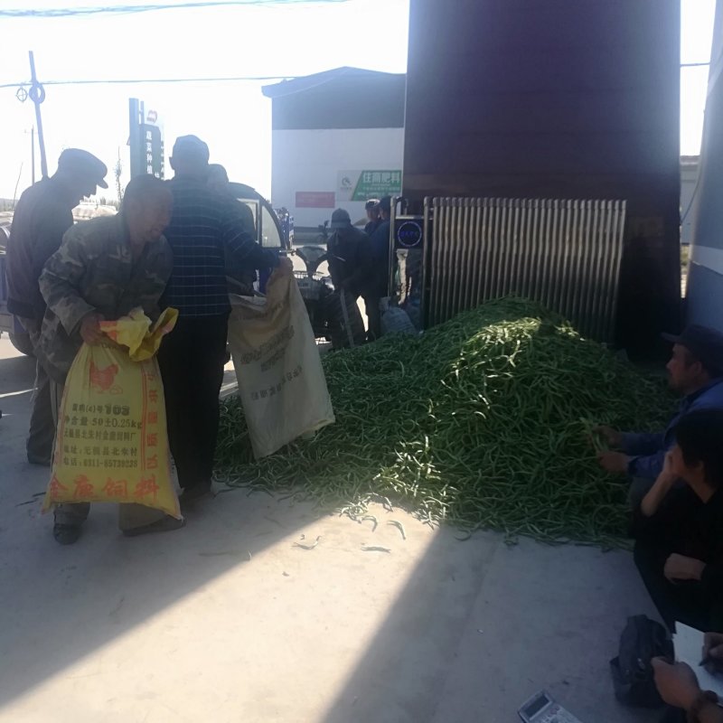 手工晾晒架豆王豆角丝，干豆角丝6~8厘米低温烘烤