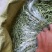 手工晾晒架豆王豆角丝，干豆角丝6~8厘米低温烘烤