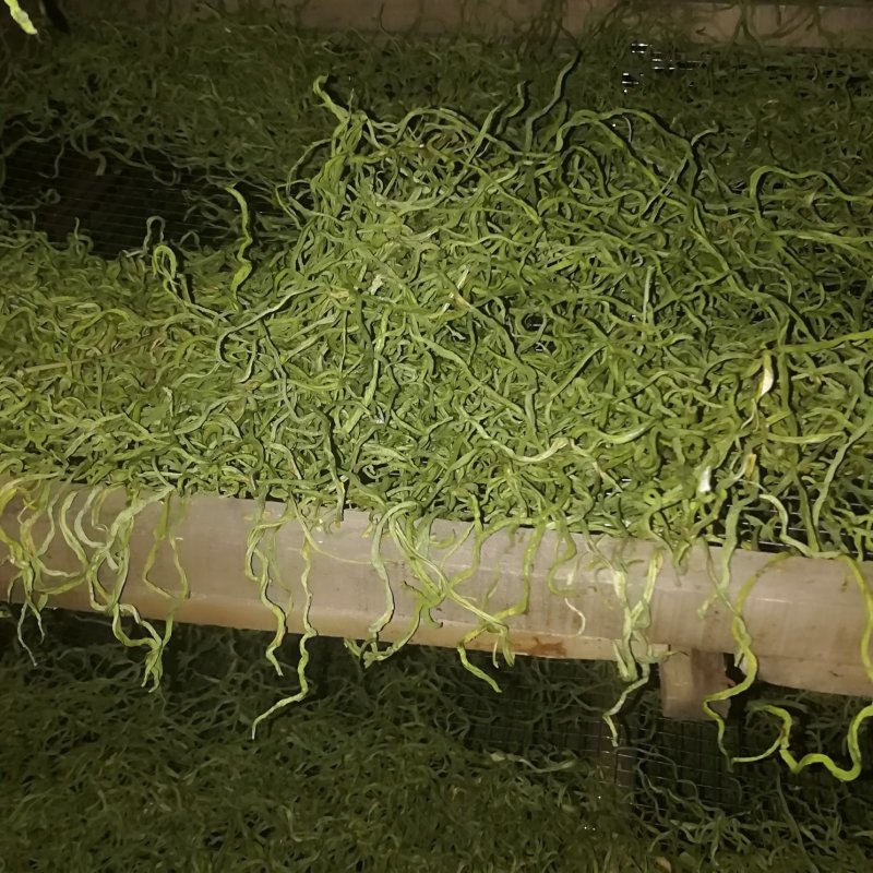 手工晾晒架豆王豆角丝，干豆角丝6~8厘米低温烘烤