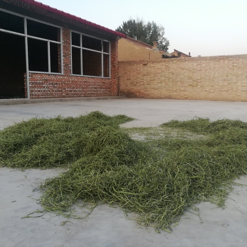 手工晾晒架豆王豆角丝，干豆角丝6~8厘米低温烘烤