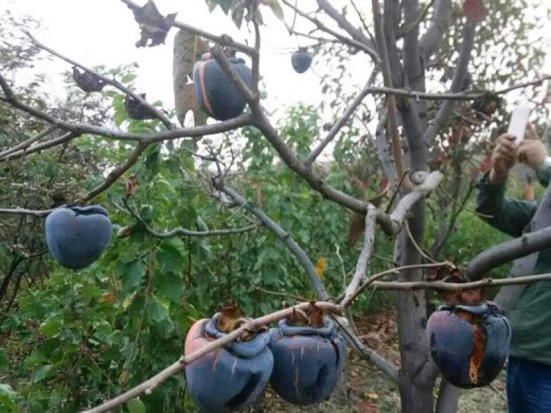 好品种黑柿子苗官方认证包成活