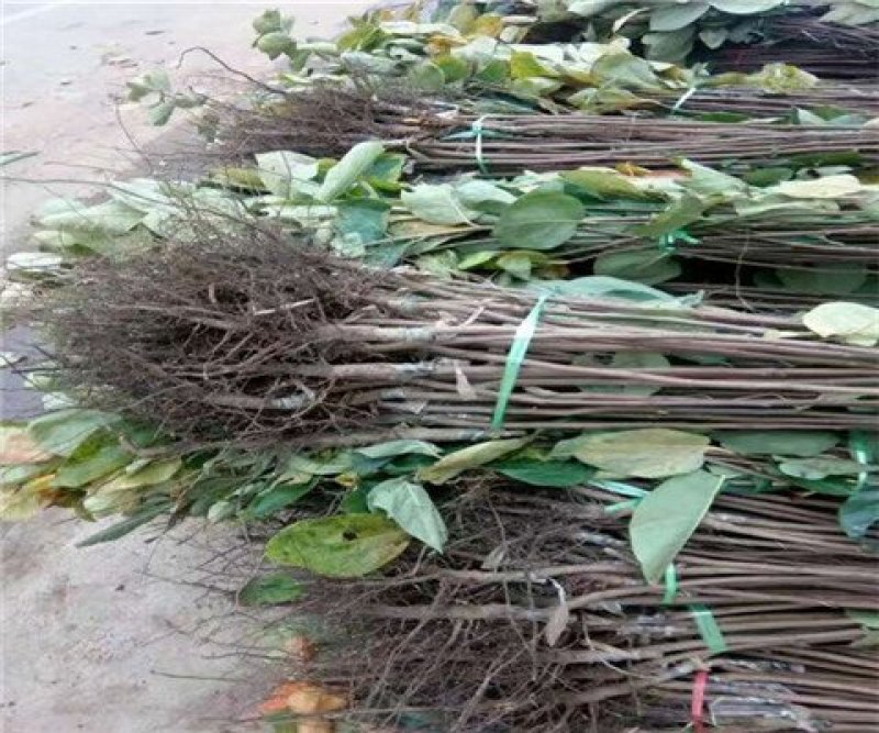 好品种黑柿子苗官方认证包成活