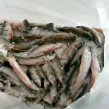 马口鱼