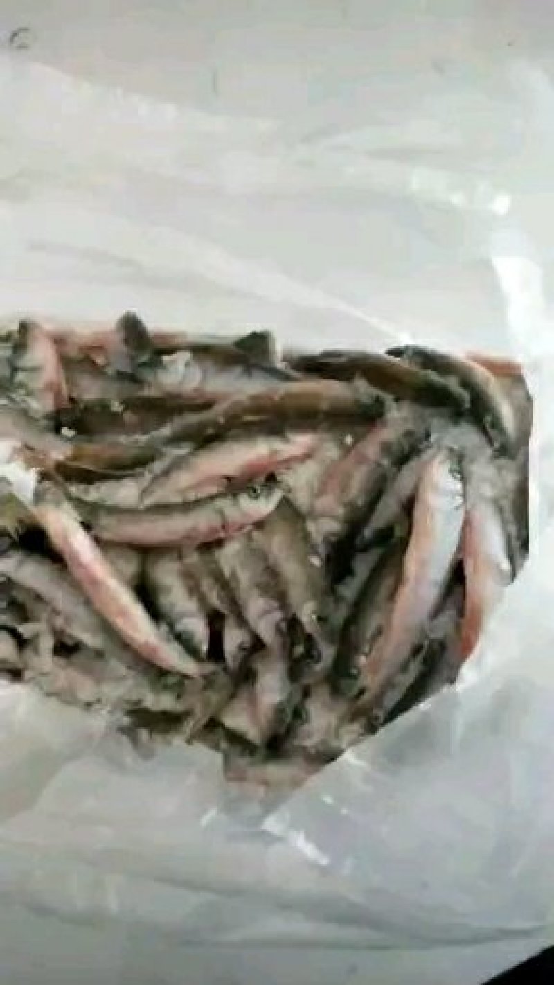 马口鱼