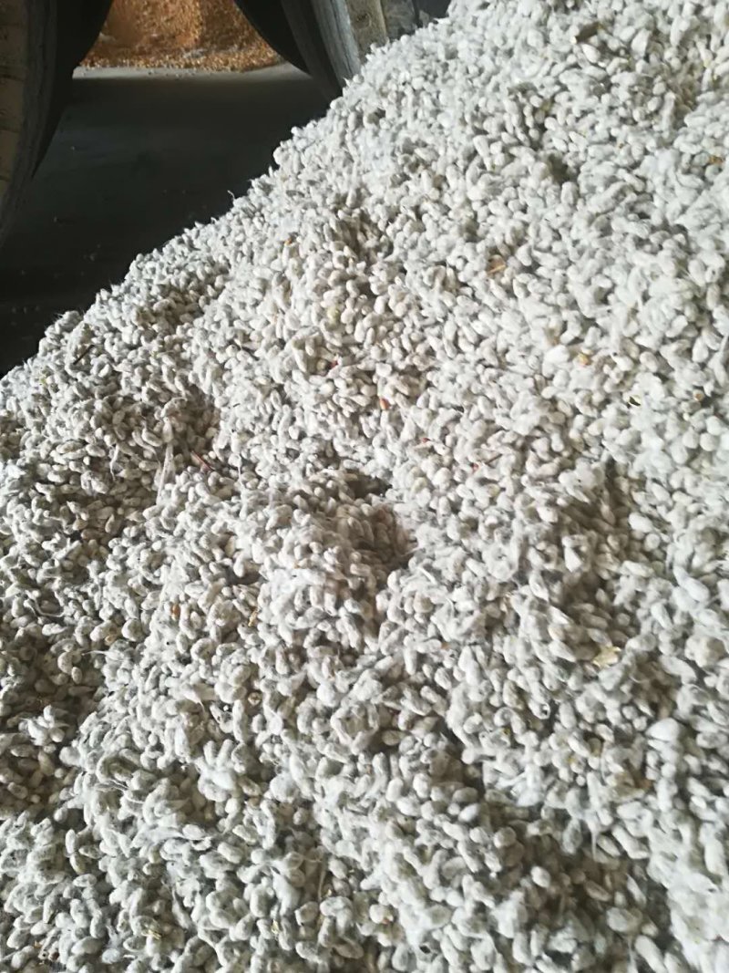 新疆全棉籽，发往全国各地，质量保证，欢迎新老客户咨询