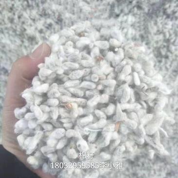 新疆全棉籽，发往全国各地，质量保证，欢迎新老客户咨询