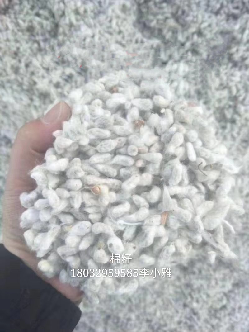 新疆全棉籽，发往全国各地，质量保证，欢迎新老客户咨询