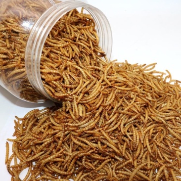 面包虫干黄粉虫干微波仓鼠鸟类观赏鱼类龟饲料