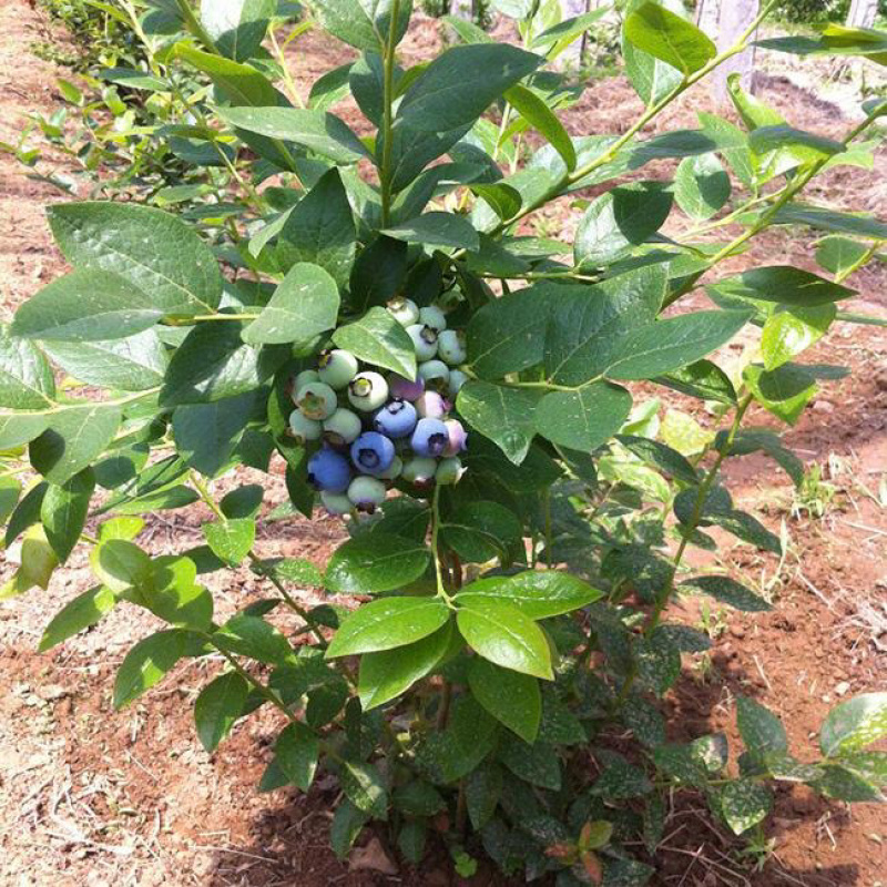 蓝莓苗基地直销现挖现卖带花苞发货包邮