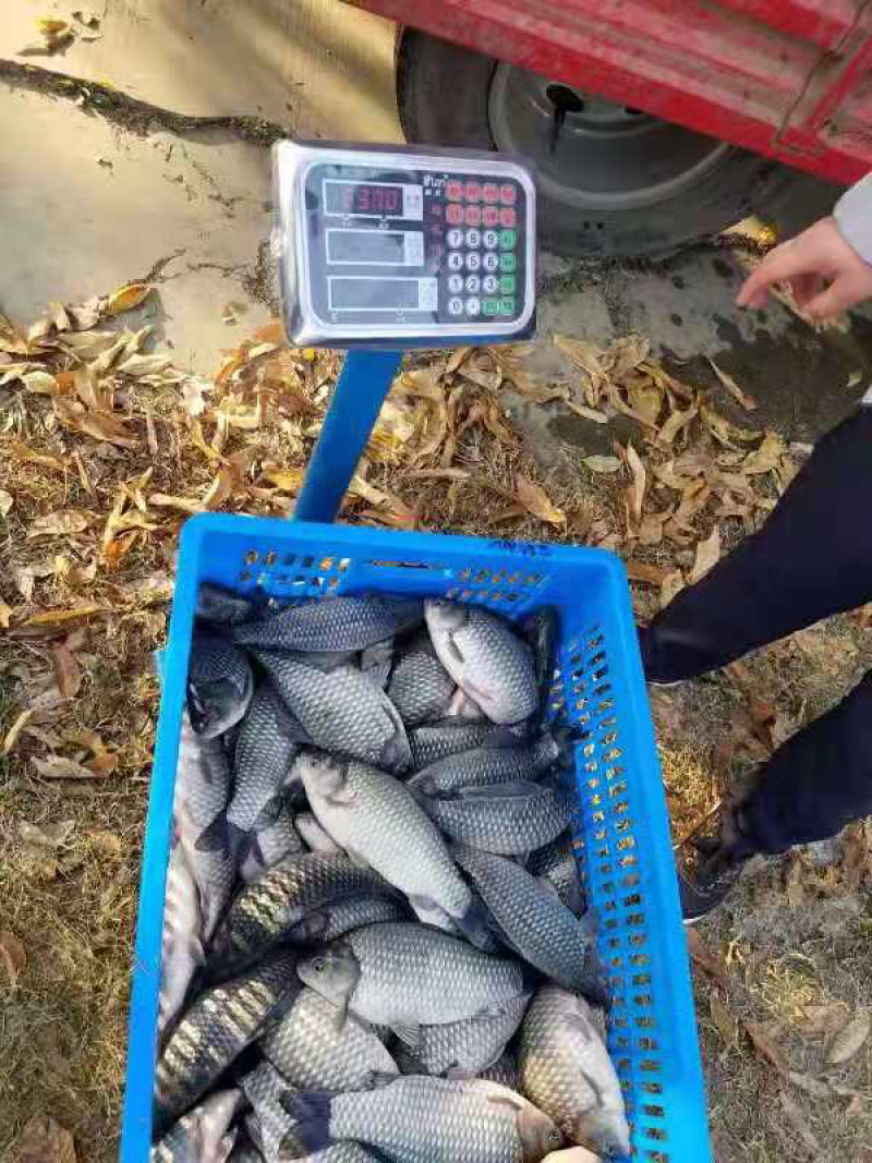 原生态鲫鱼
