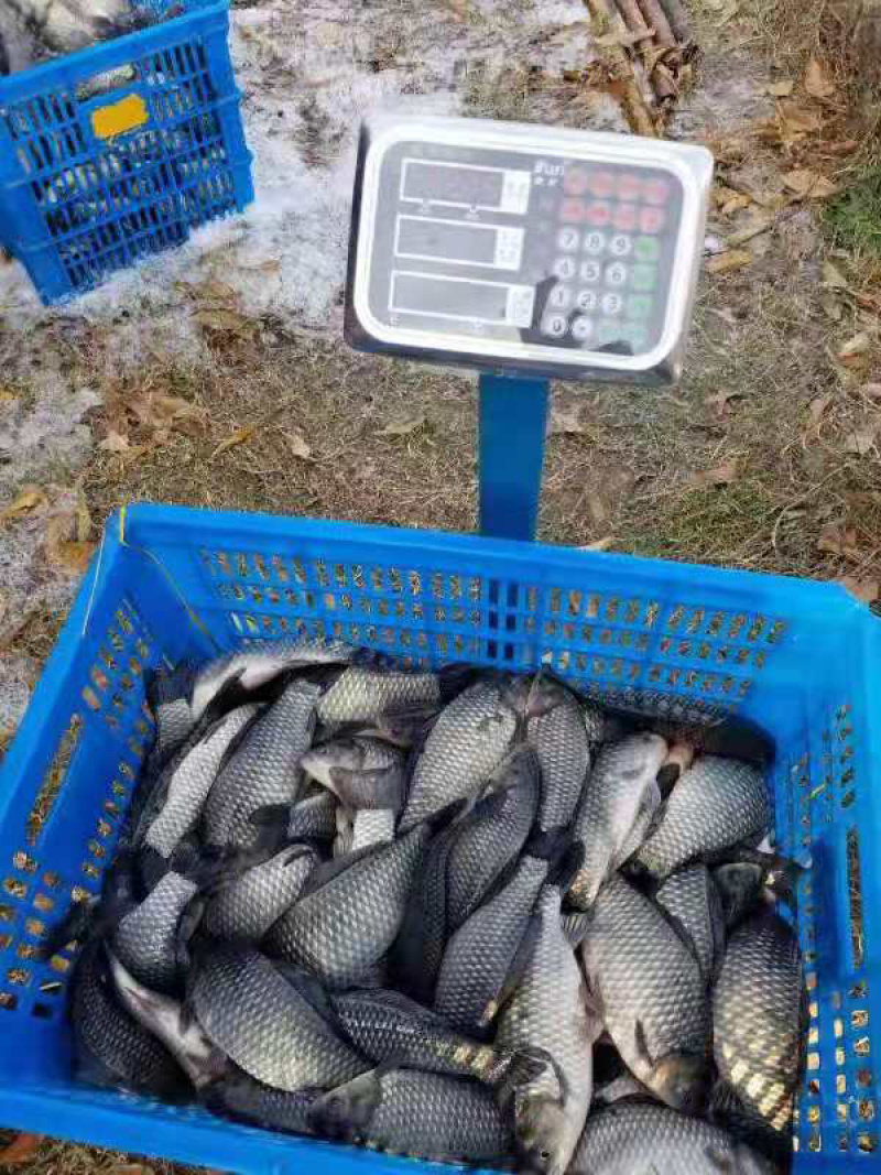 原生态鲫鱼