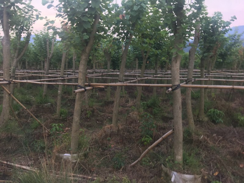 基地直供