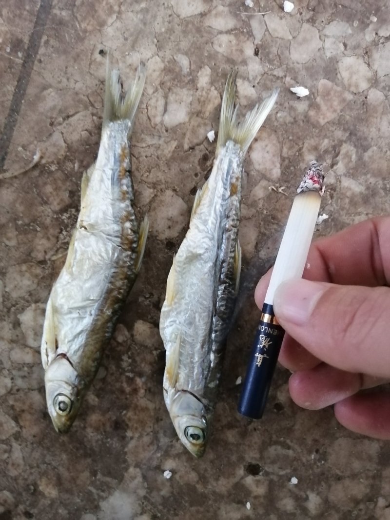太阳晒干兰刀鱼干晒干晒干