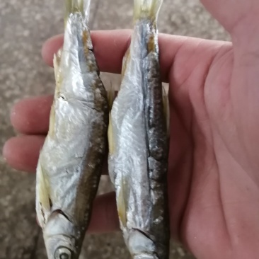 太阳晒干兰刀鱼干晒干晒干