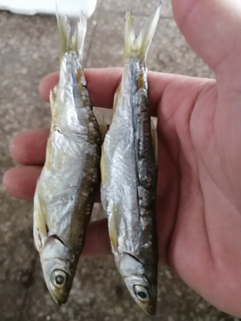太阳晒干兰刀鱼干晒干晒干
