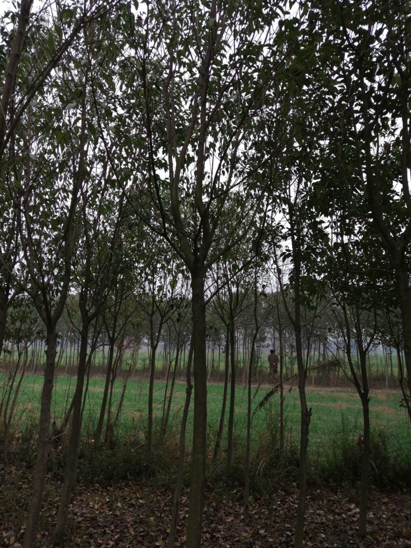 河南栾树北栾可视频看货，产地直销开挖上车一条龙服务