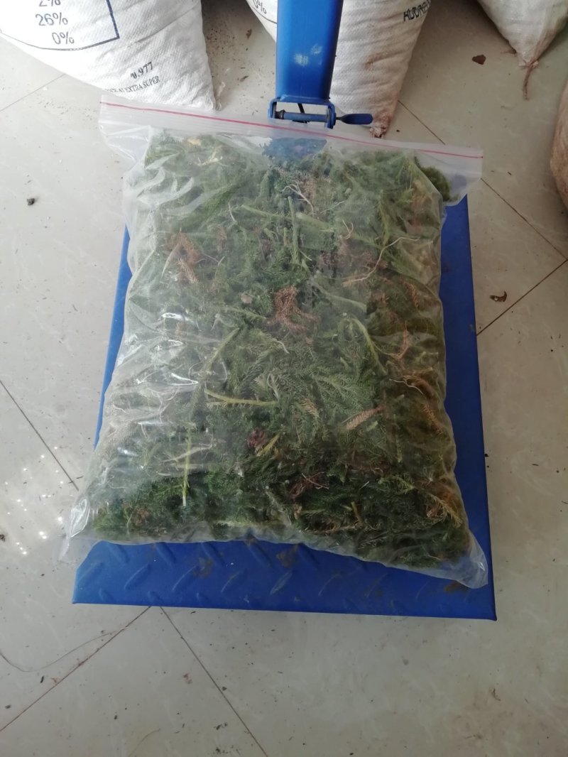 云南大理龙马山农家自采自销售的纯野生〈伸筋草）