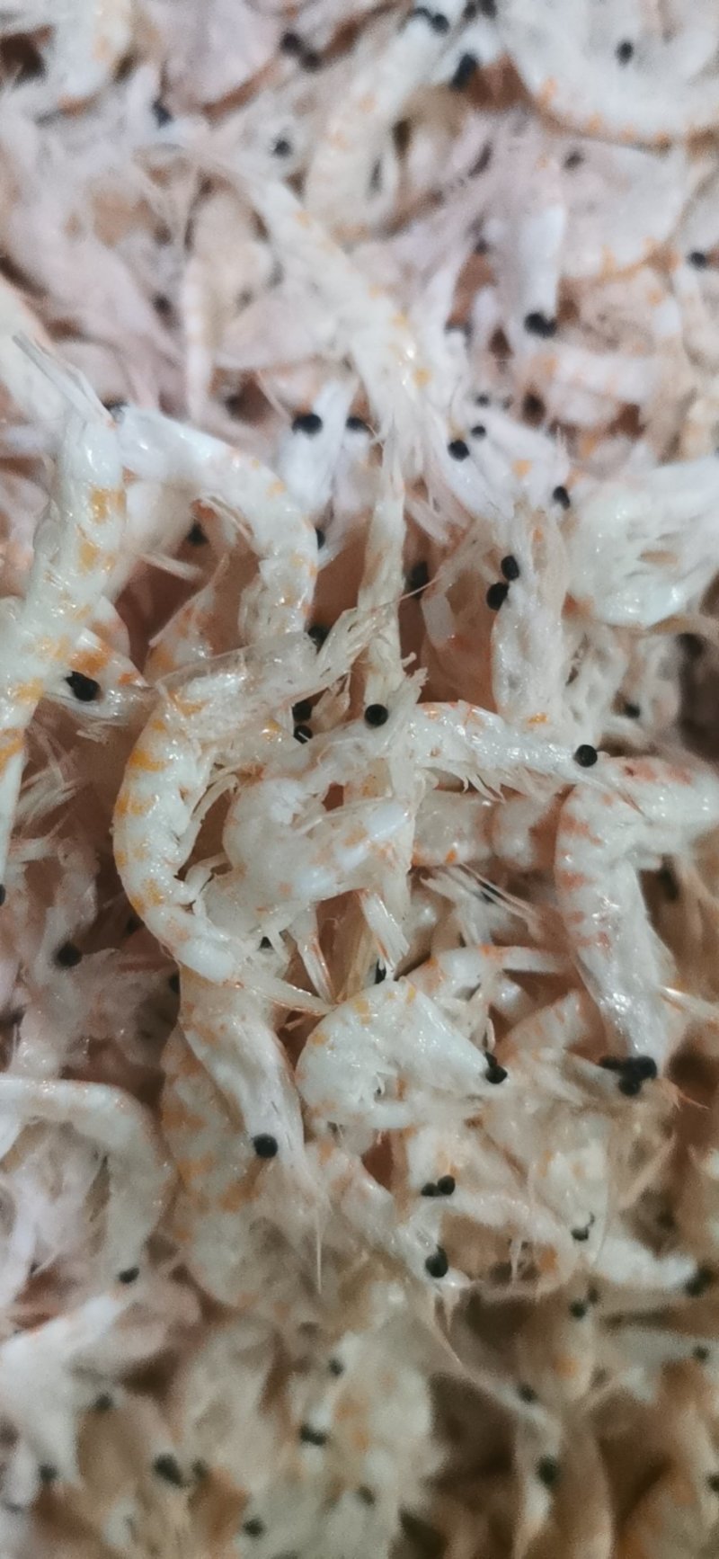 麟虾干