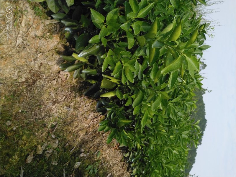 晚熟品种夏橙苗成熟期4月成活率高，三年杯苗欢迎采购