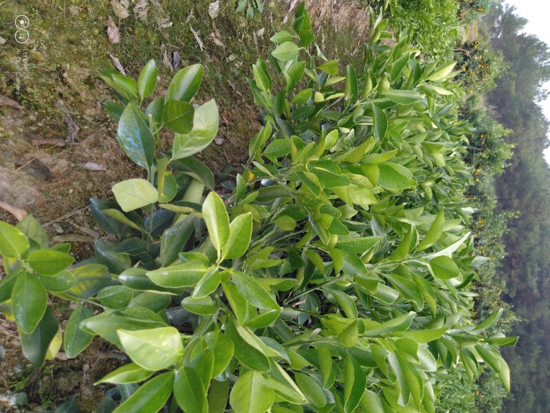 晚熟品种夏橙苗成熟期4月成活率高，三年杯苗欢迎采购