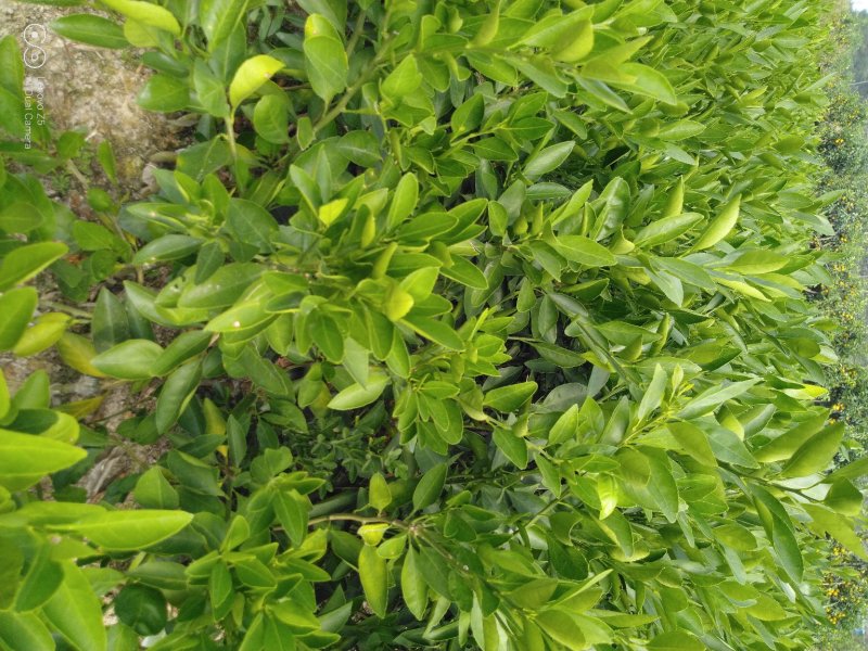 晚熟品种夏橙苗成熟期4月成活率高，三年杯苗欢迎采购